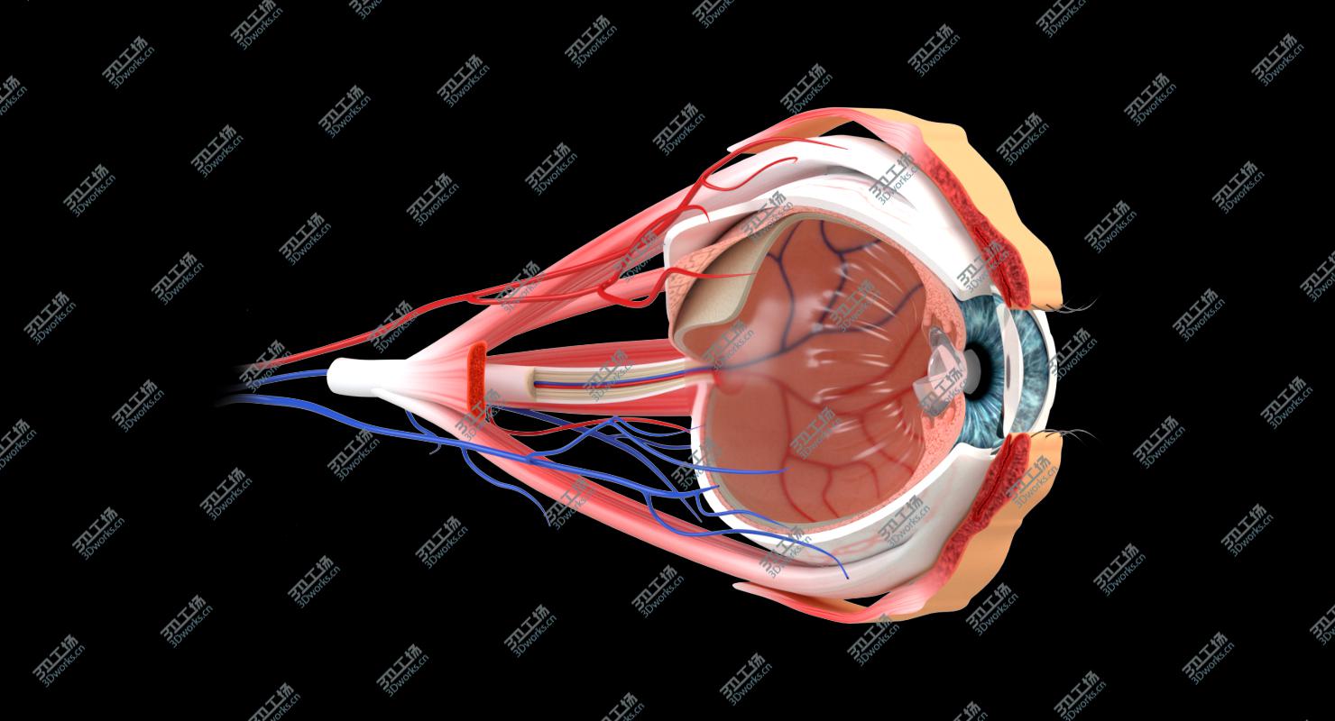 images/goods_img/2021040161/Eye Anatomy Section model/2.jpg